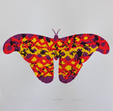 Lepidoptera 17