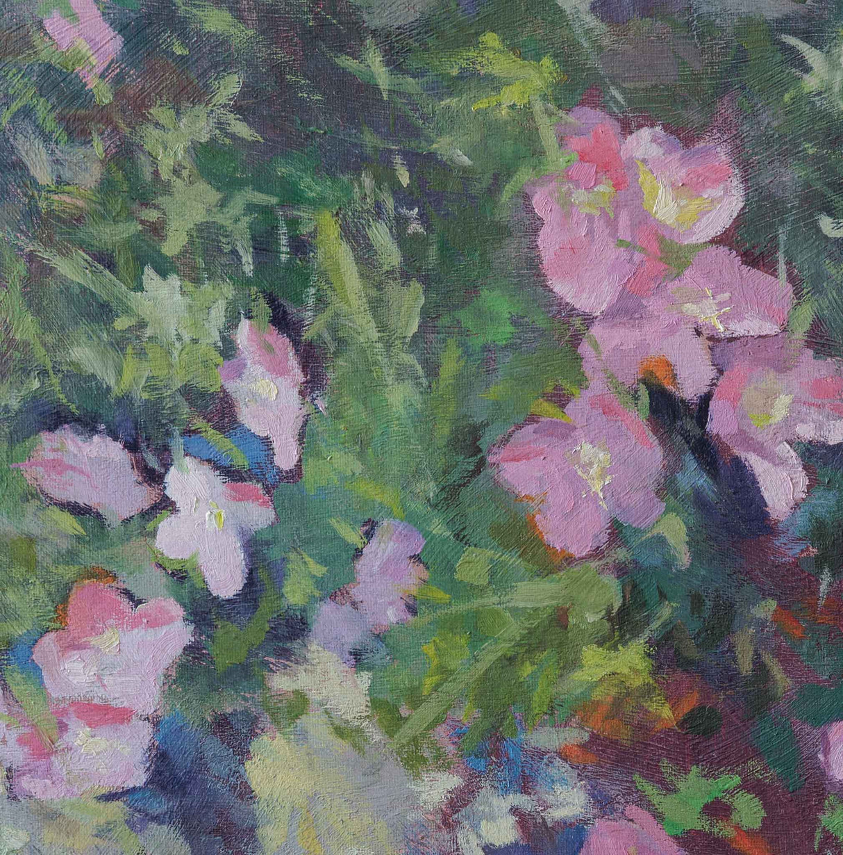 Вечерна иглика